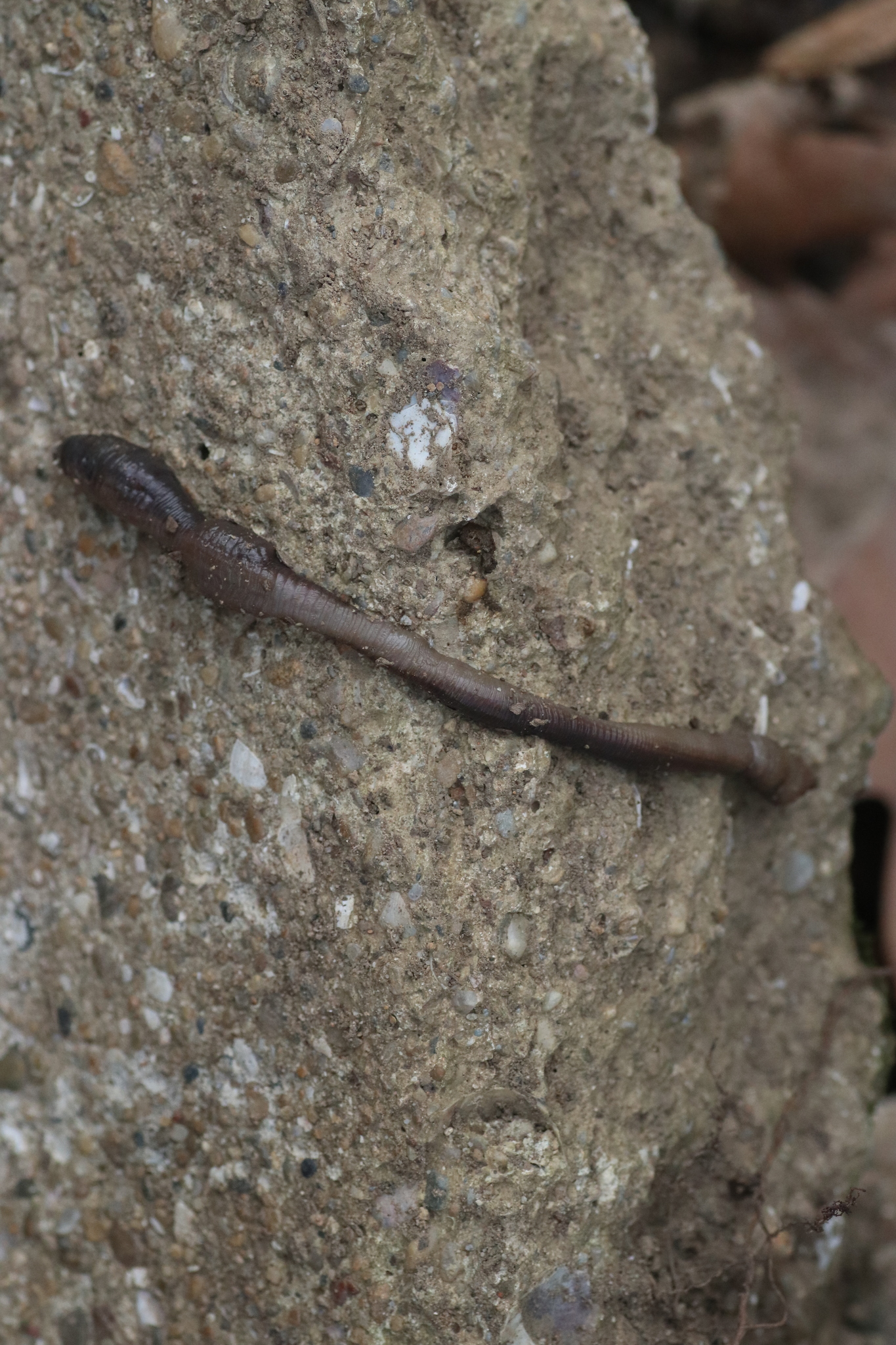 Octodrilus complanatus (Dugés, 1828)