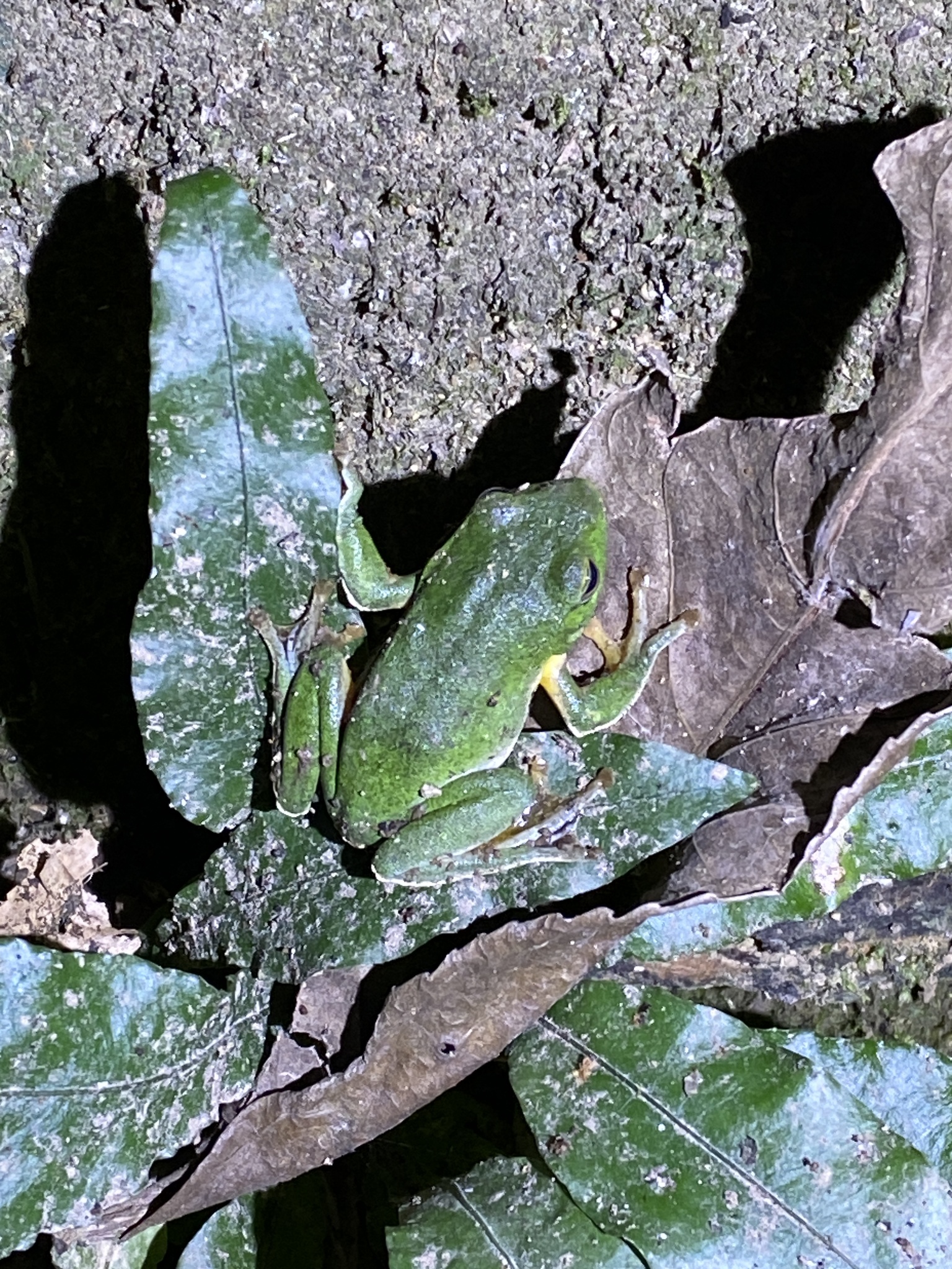 Zhangixalus taipeianus (Liang & Wang, 1978)