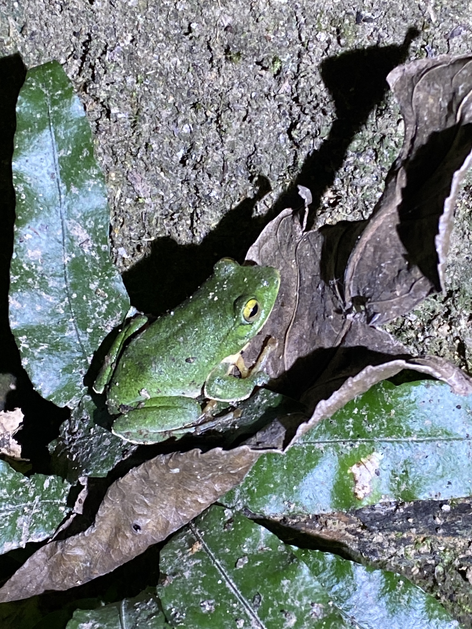 Zhangixalus taipeianus (Liang & Wang, 1978)