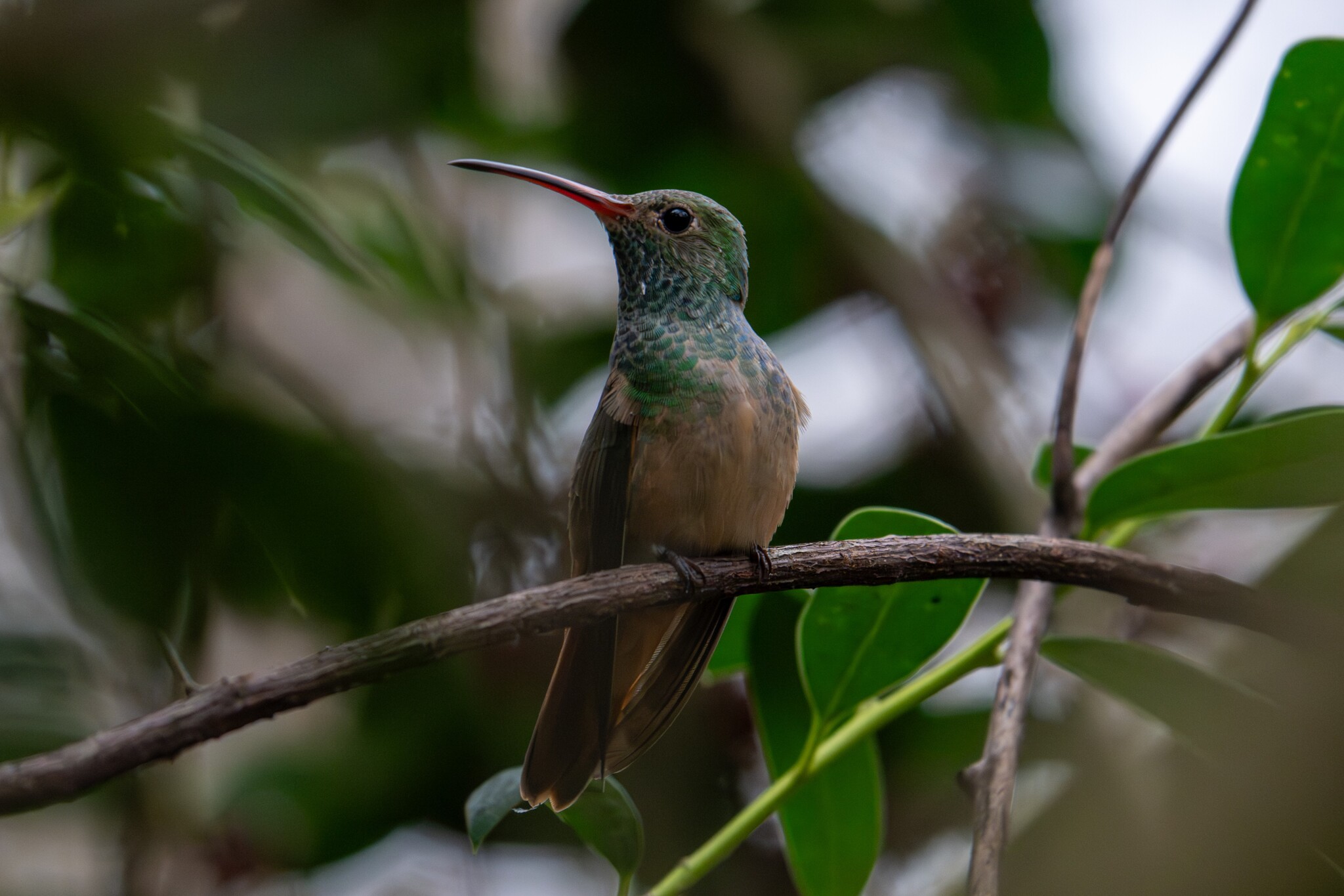 Buff-bellied Hummingbird (Amazilia yucatanensis), photo 1