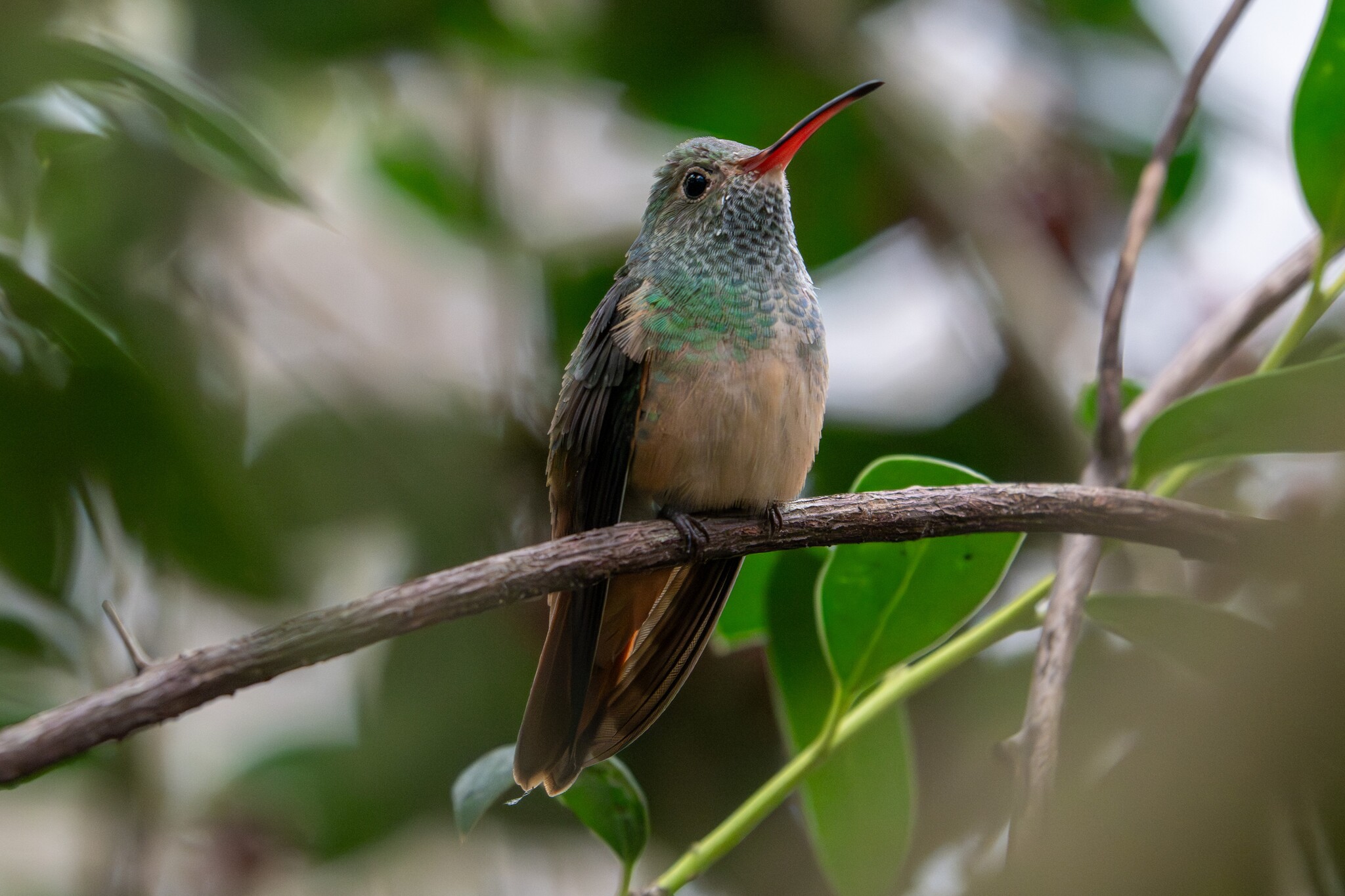 Buff-bellied Hummingbird (Amazilia yucatanensis), photo 2
