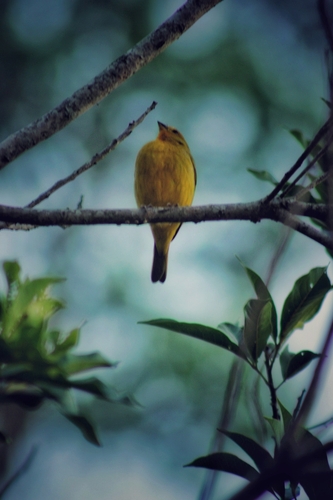 Saffron Finch