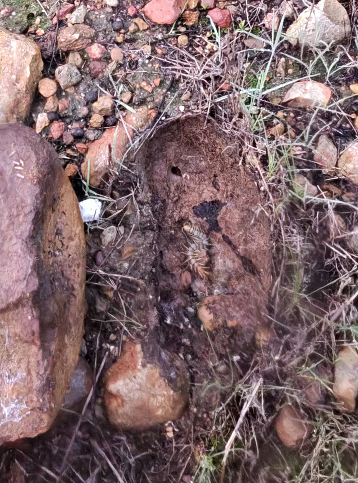 Scolopendra polymorpha Wood, 1861