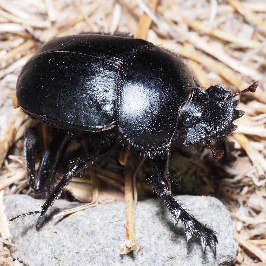 True Dung Beetles