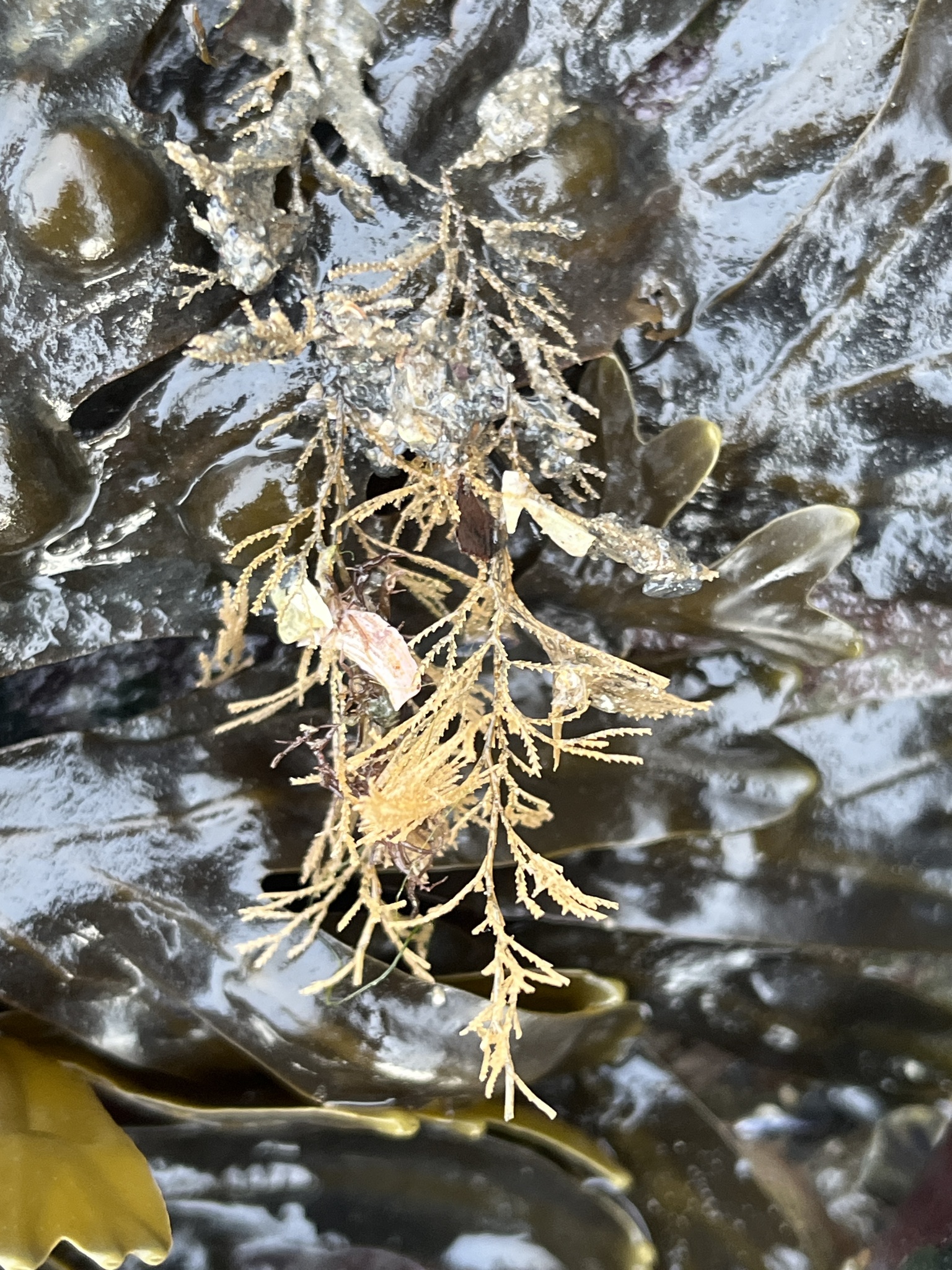 Dynamena pumila (Linnaeus, 1758)