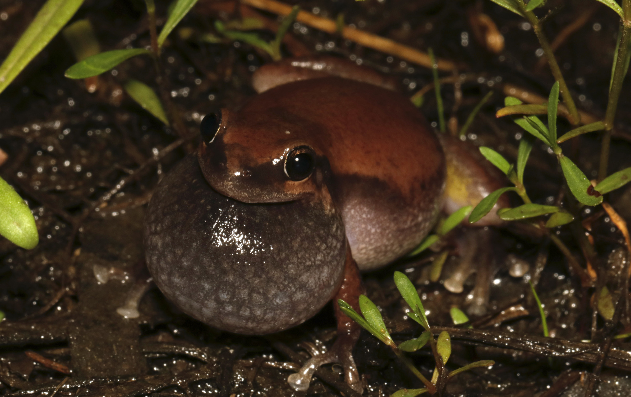 Colleeneremia electrica