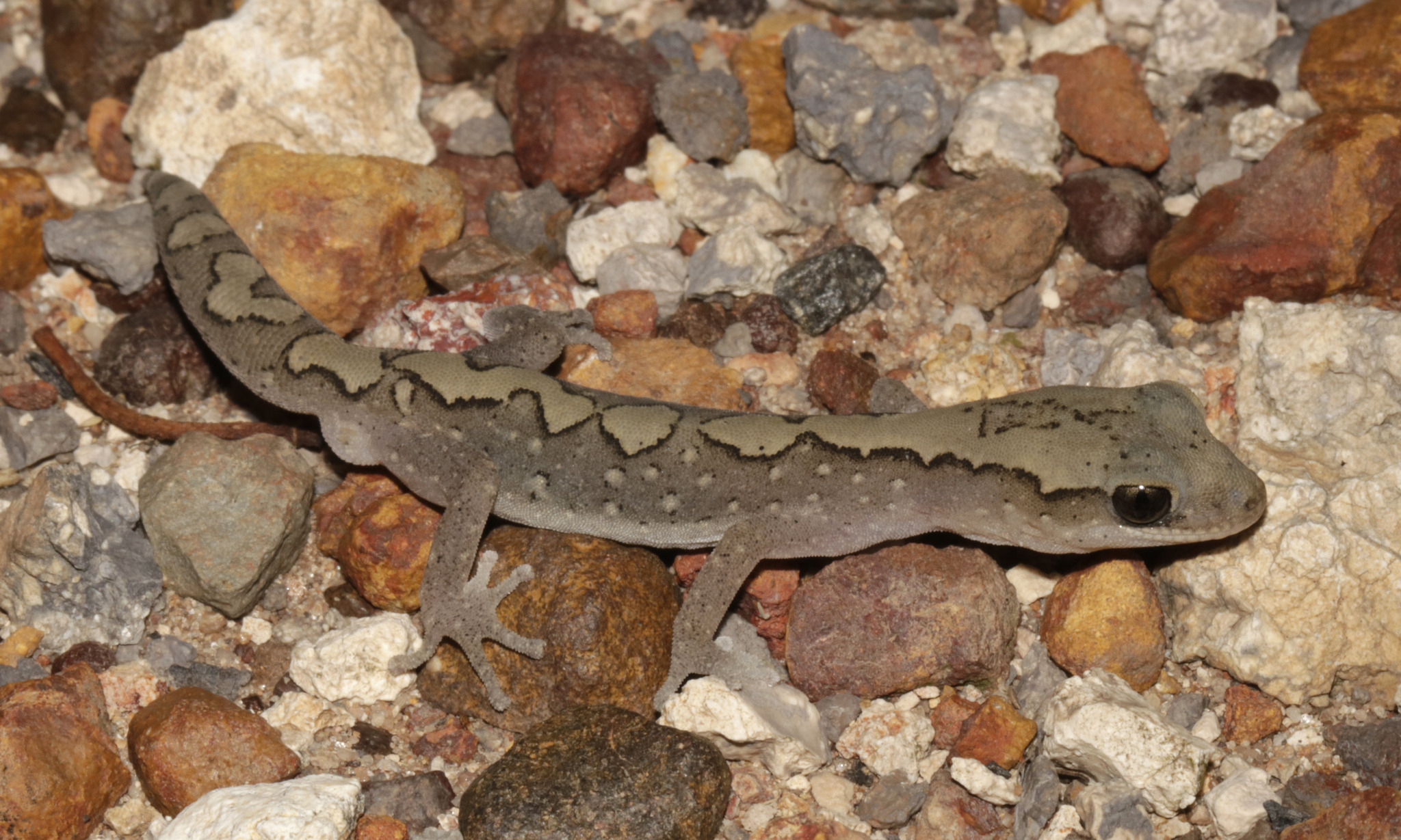 Fyfe’s mesa gecko, Diplodactylus fyfei