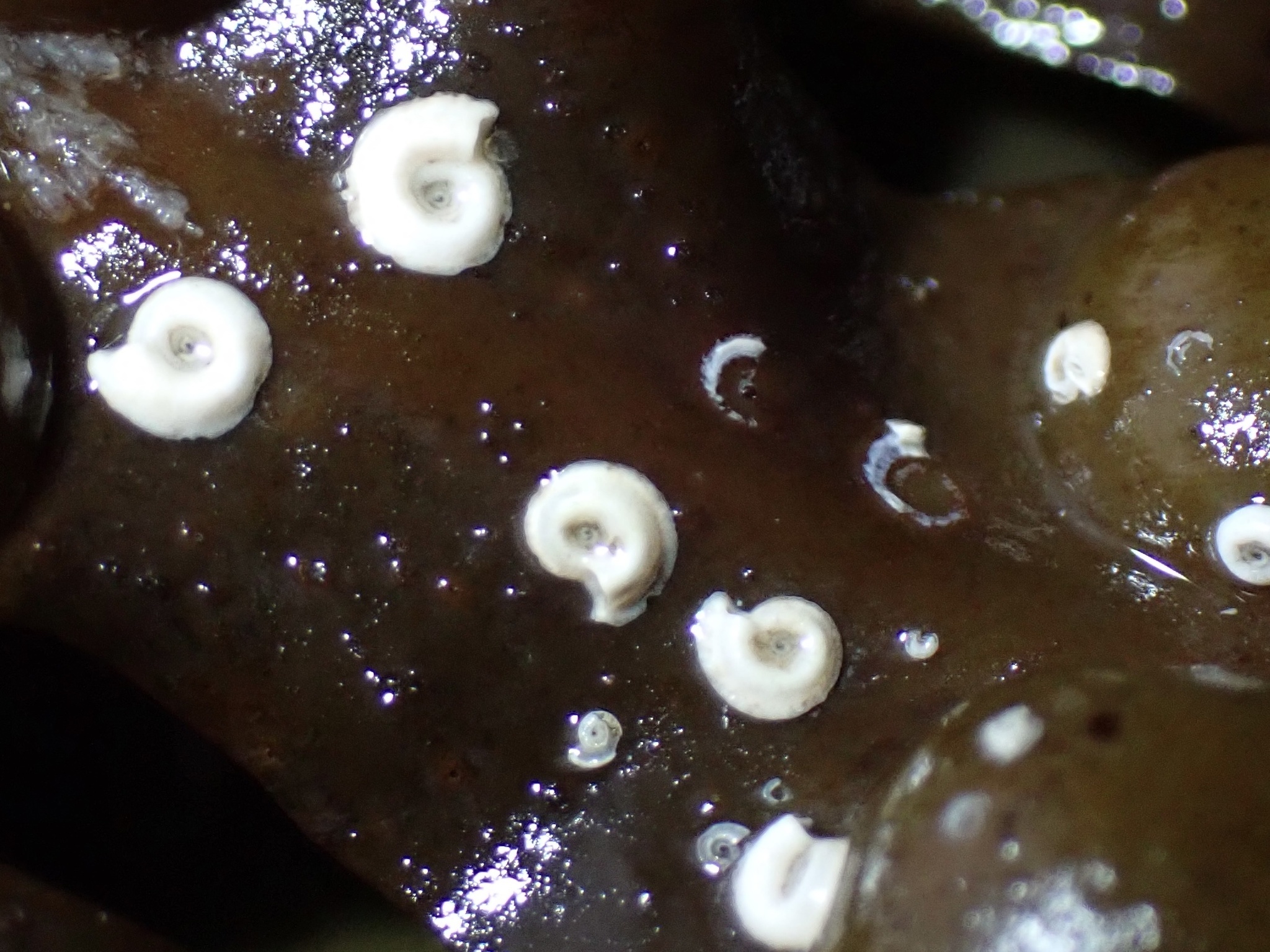 Spirorbis spirorbis (Linnaeus, 1758)