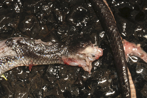 Eastern Small-eyed Snake
