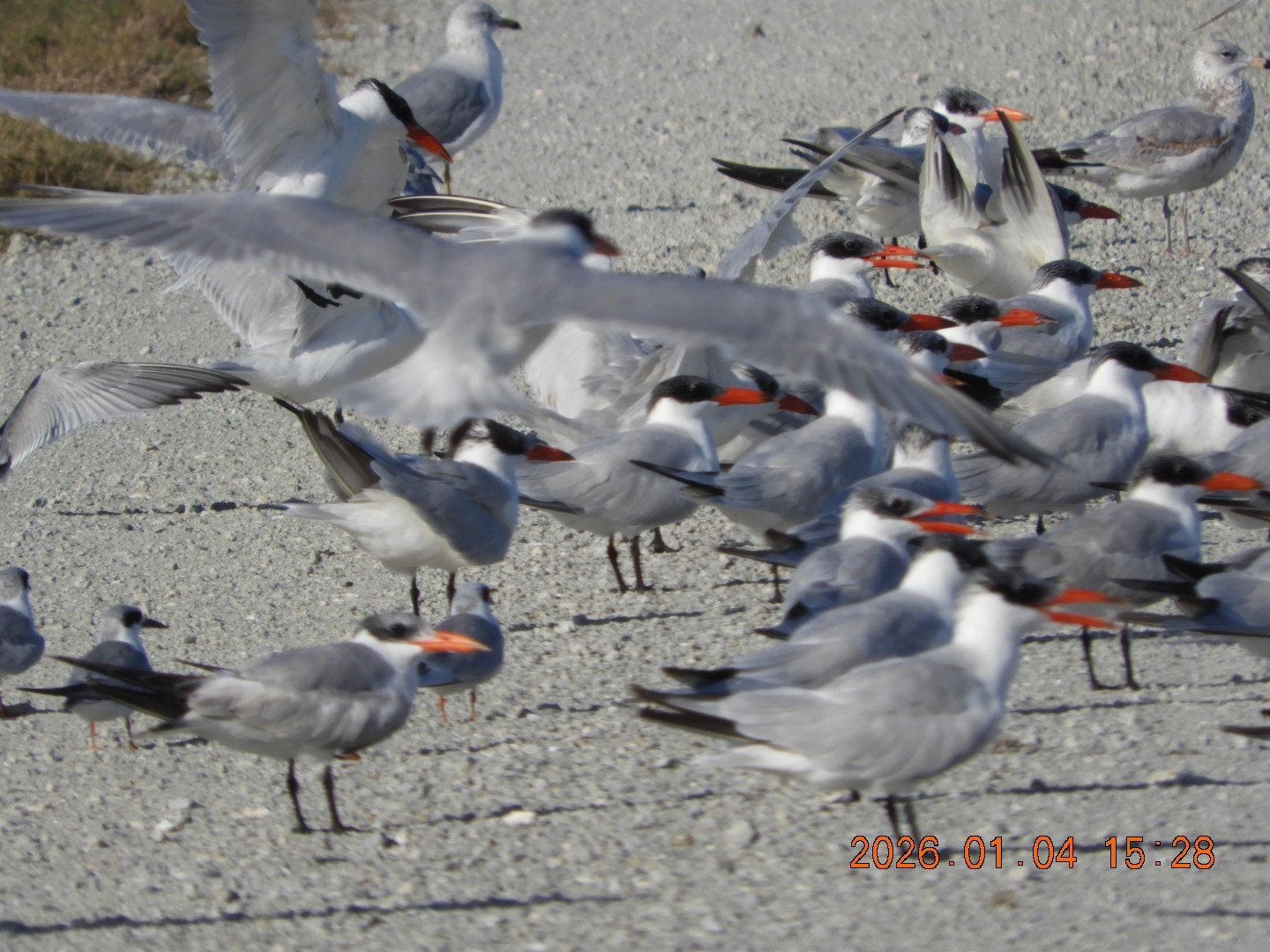 Caspian Tern (Hydroprogne caspia), photo 6