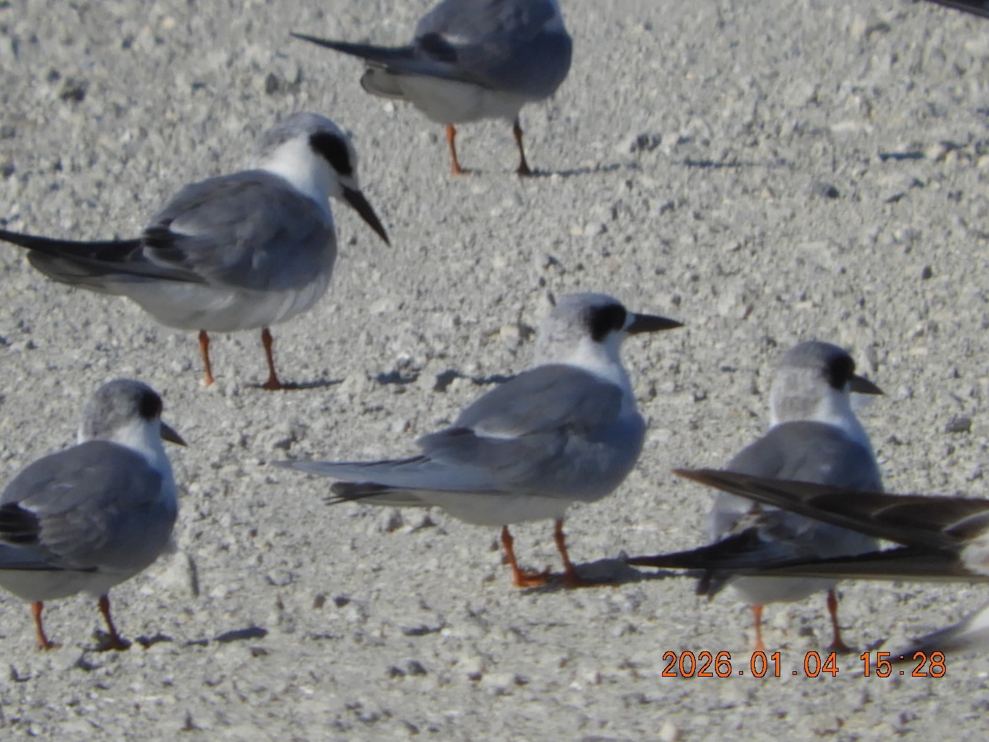 Forster's Tern (Sterna forsteri), photo 4