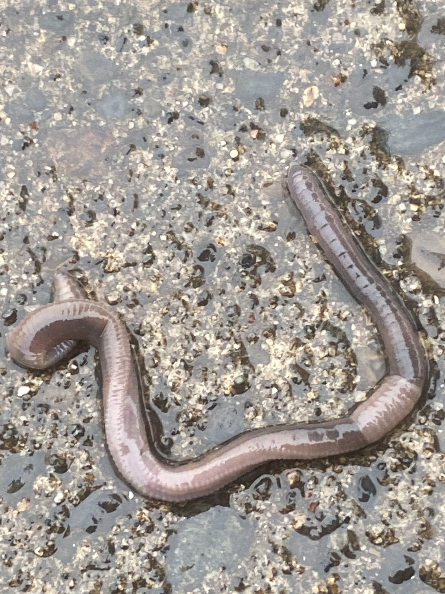 Aporrectodea caliginosa trapezoides (Dugés, 1828)