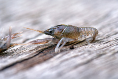 Pontastacus leptodactylus