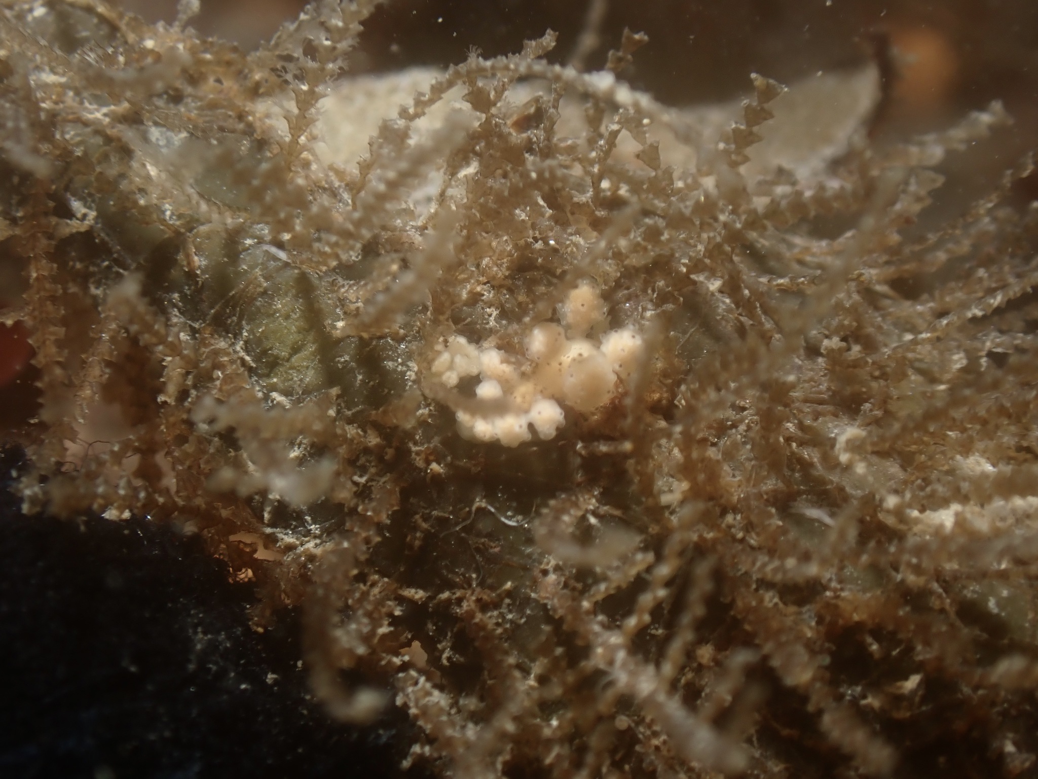 Dynamena pumila (Linnaeus, 1758)