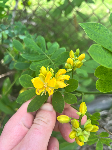Senna pendula, 2026-01-04