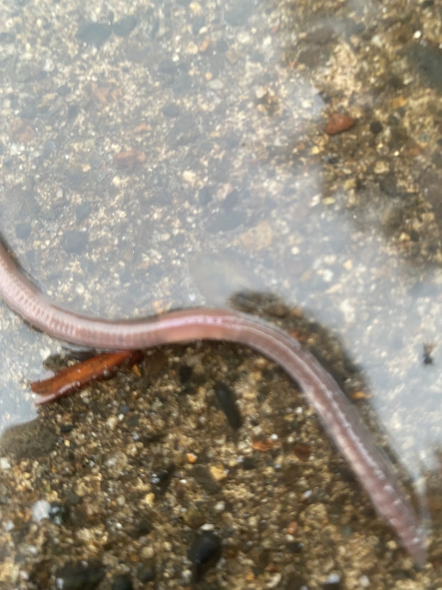 Aporrectodea caliginosa trapezoides (Dugés, 1828)