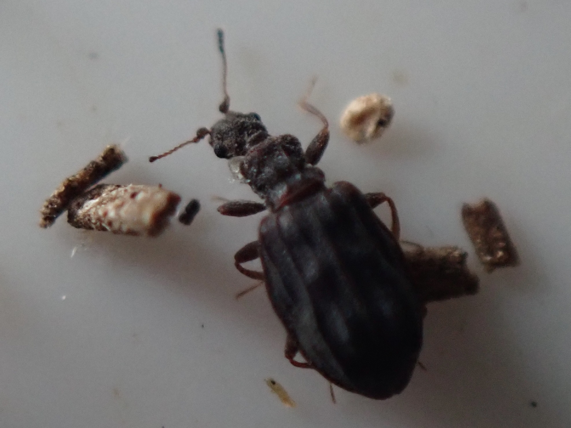 Cartodere nodifer