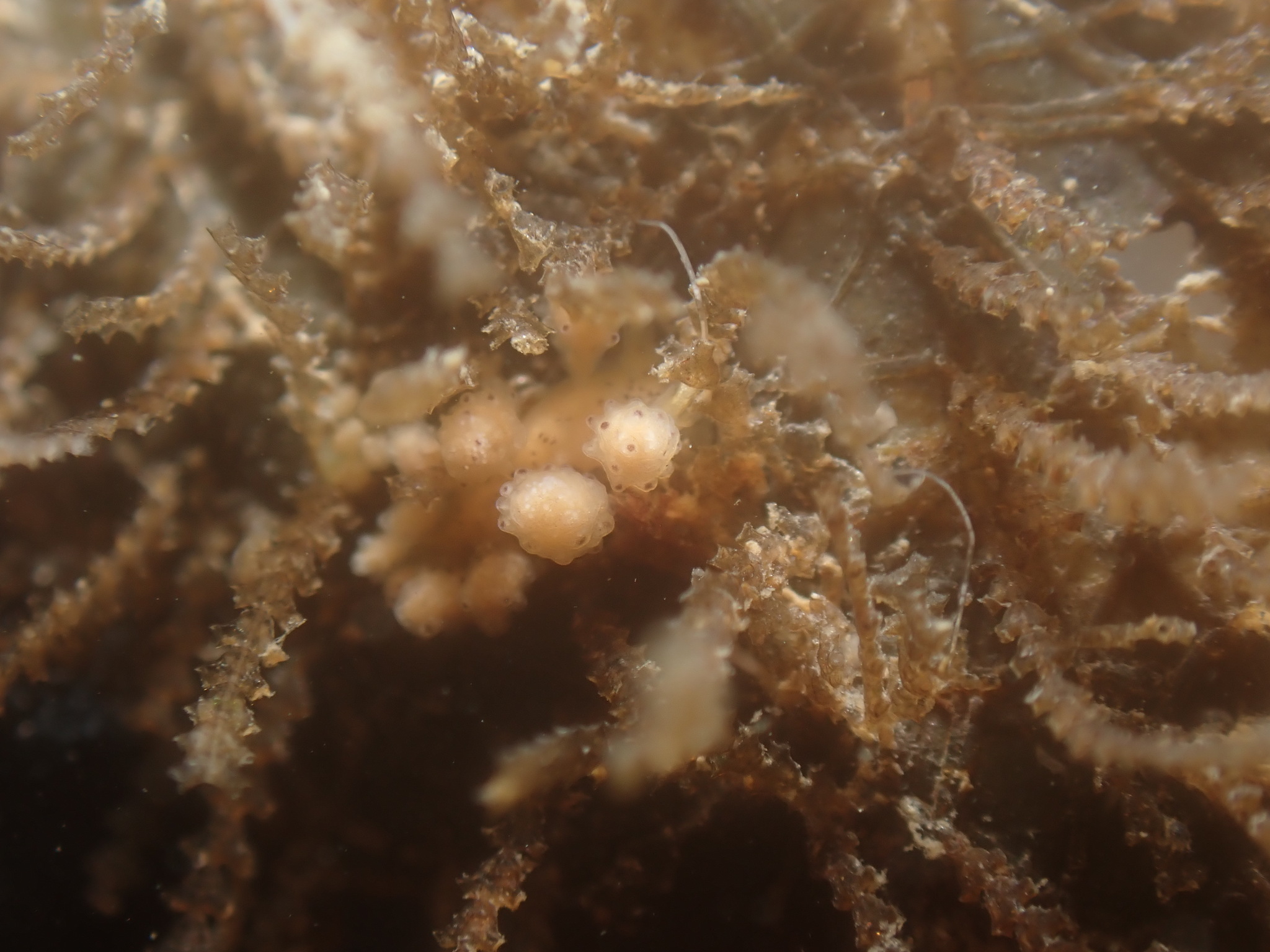 Dynamena pumila (Linnaeus, 1758)