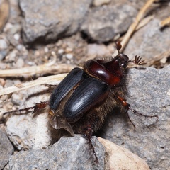 Pachypus candidae
