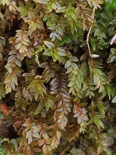 Mnium lycopodioides observed 2025-11-02