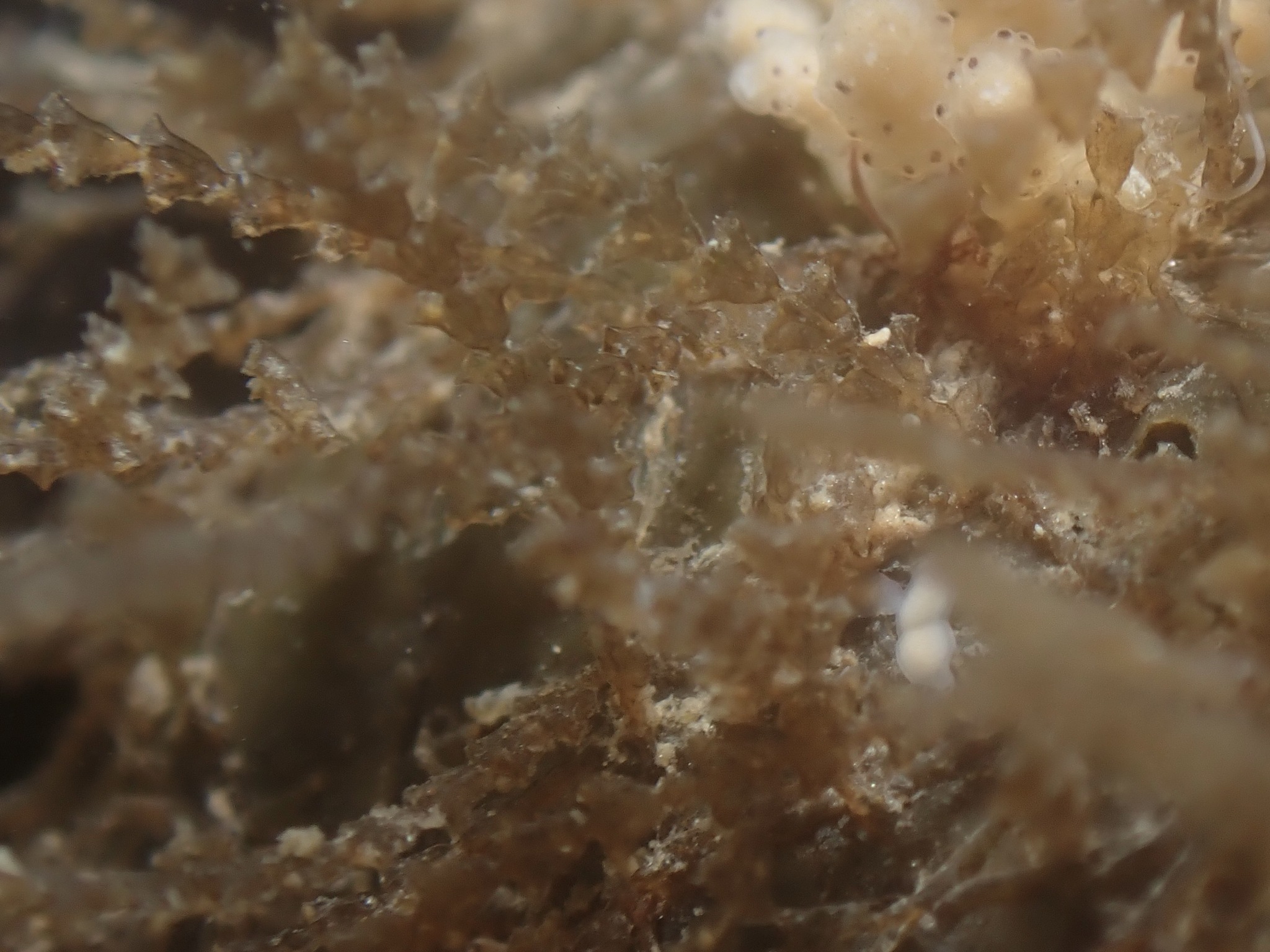 Dynamena pumila (Linnaeus, 1758)