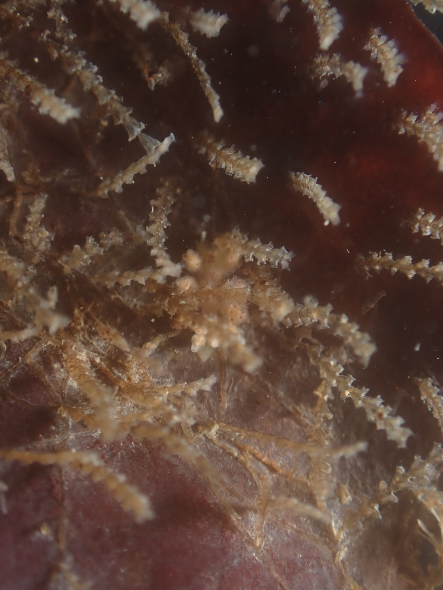 Dynamena pumila (Linnaeus, 1758)