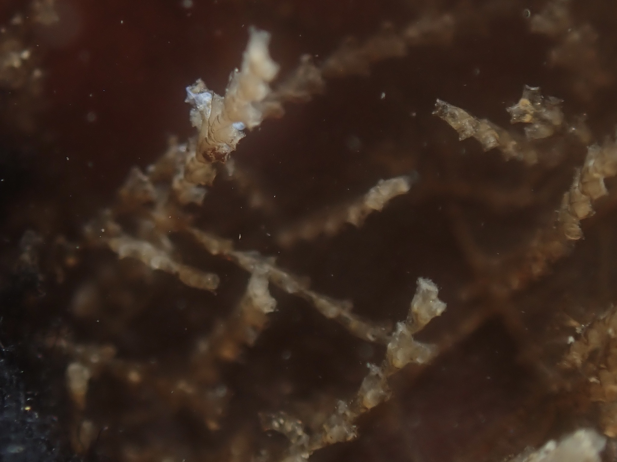 Dynamena pumila (Linnaeus, 1758)