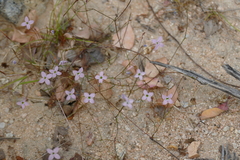 Stenotis asperuloides