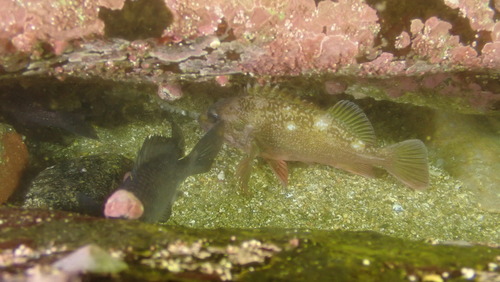 Patagonian redfish (Sebastes oculatus) — Sebastidae — 5