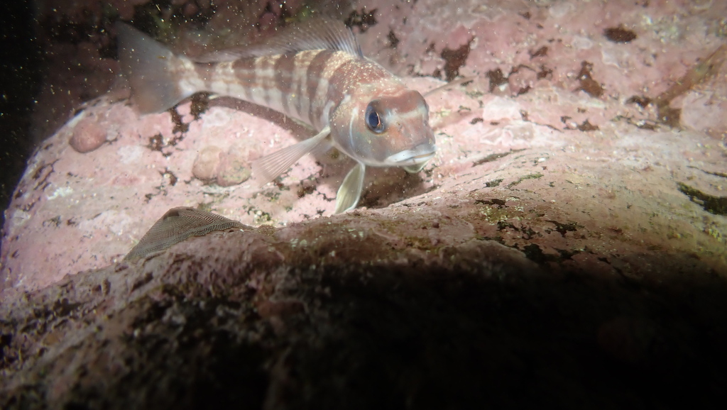 Pacific sandperch (Prolatilus jugularis) — Pinguipedidae
