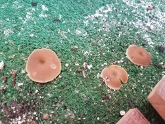 Peziza domiciliana