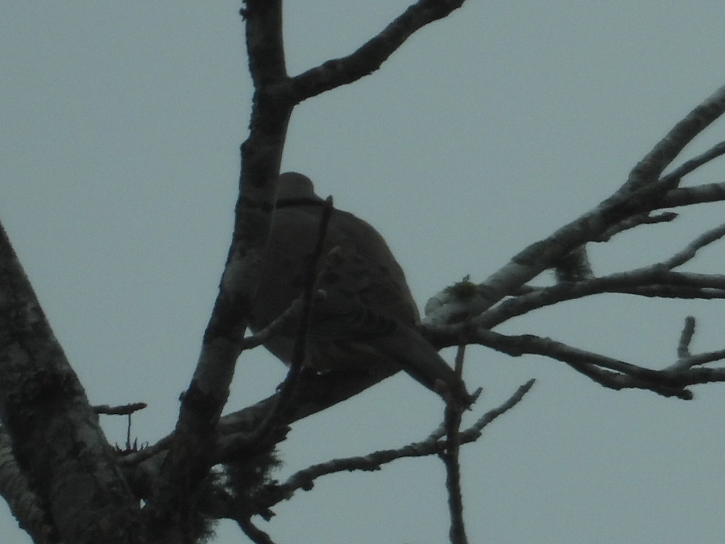 Mourning Dove (Zenaida macroura), photo 3