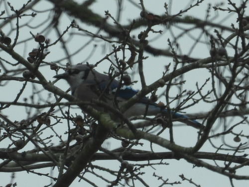 Blue Jay (Cyanocitta cristata), photo 10