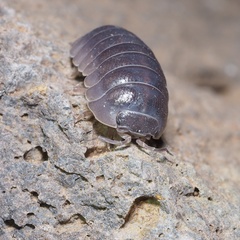 Armadillidium badium
