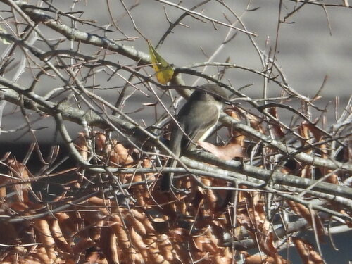 Eastern Phoebe (Sayornis phoebe), photo 4
