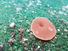 Peziza domiciliana
