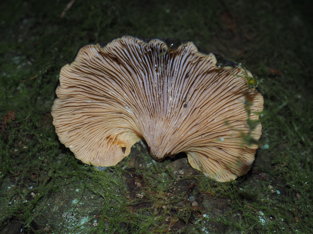 Sarcomyxa serotina · January 2026 · photo: © marsupialsoup (iNaturalist, cc-by)