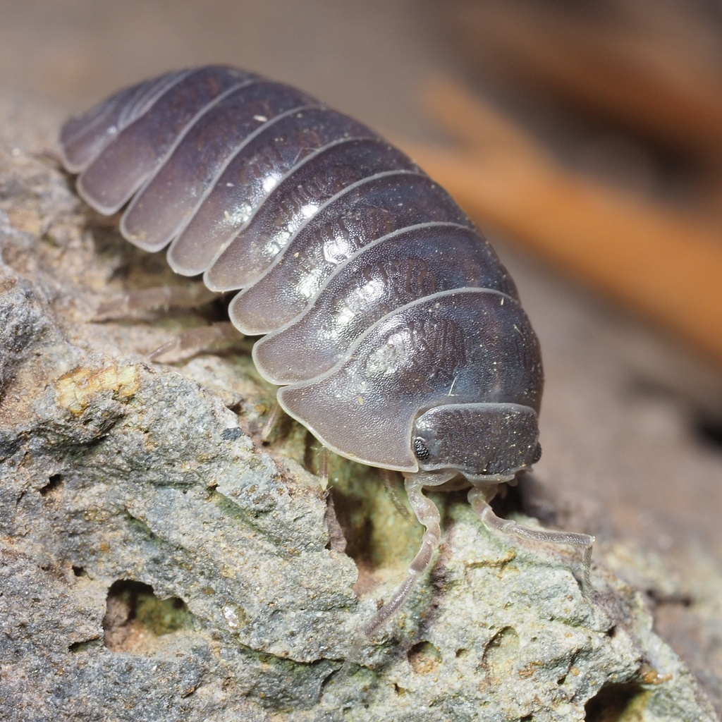 Bay-colored Pill Woodlouse