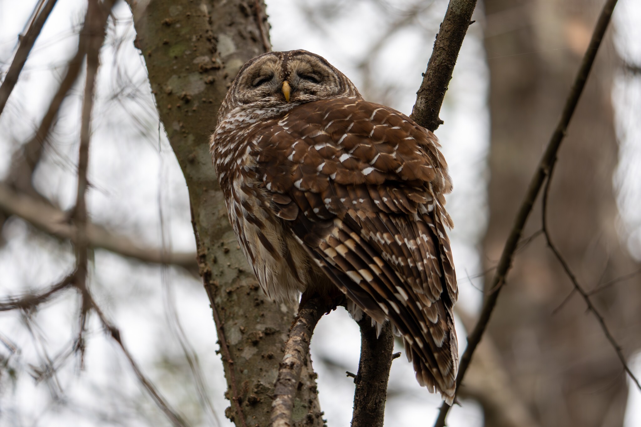Barred Owl (Strix varia), photo 7