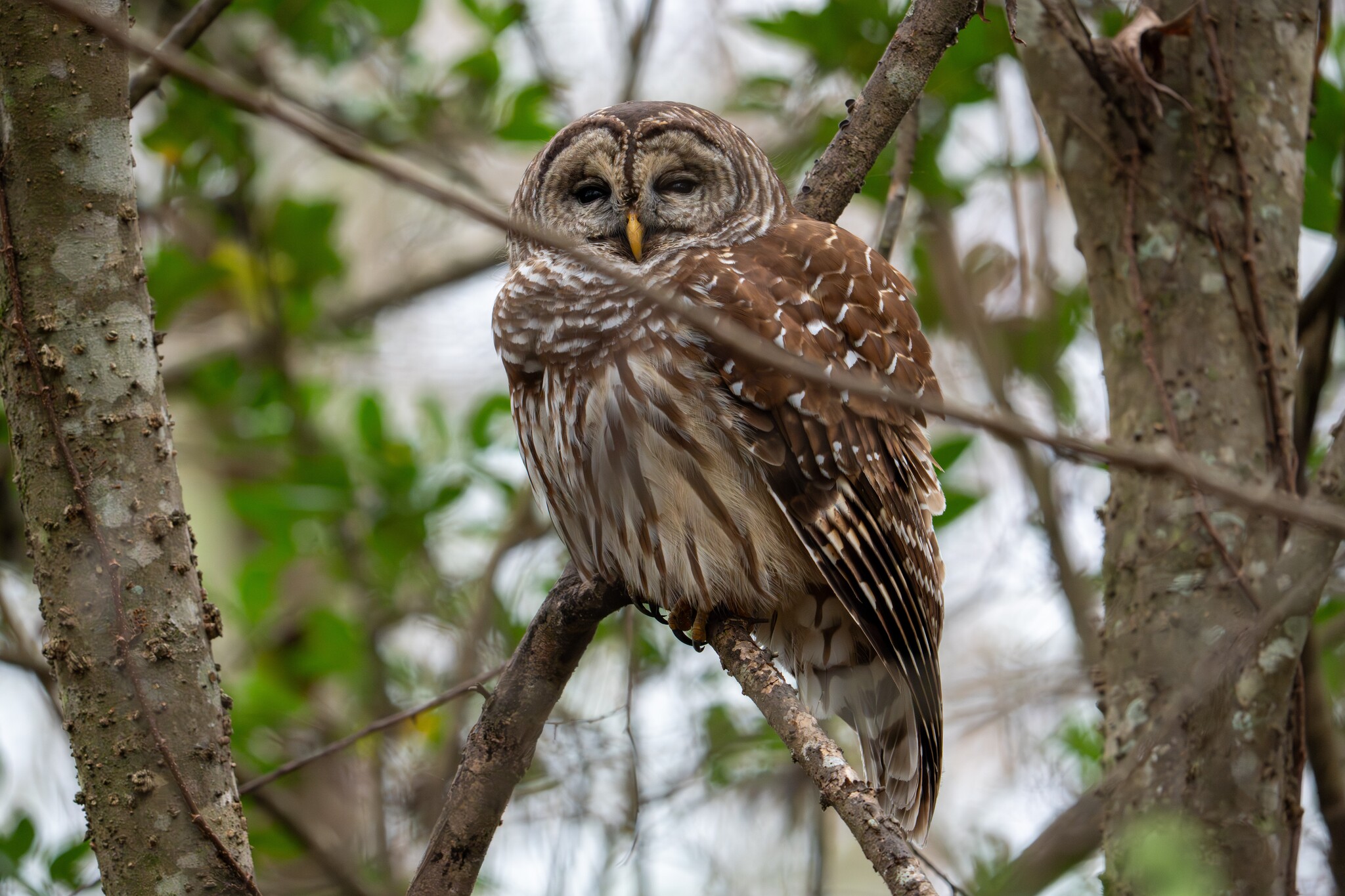 Barred Owl (Strix varia), photo 6