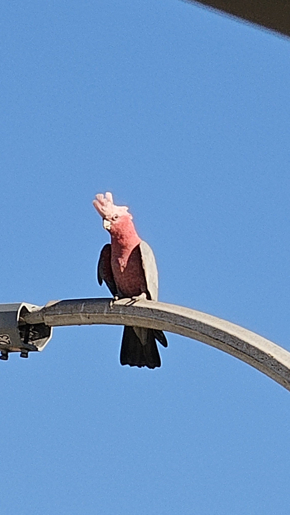 Galah (Eolophus roseicapilla), photo 7