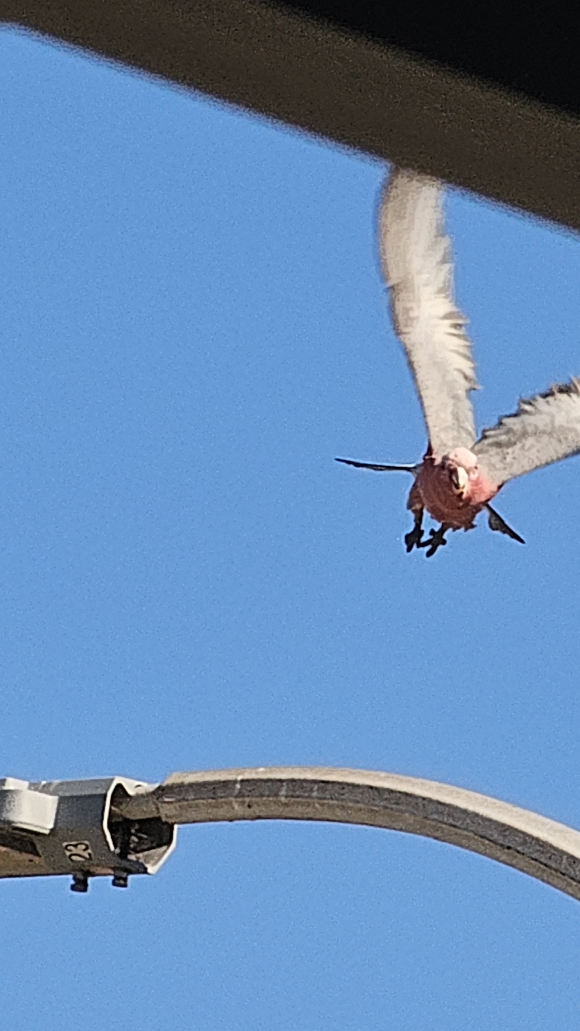 Galah (Eolophus roseicapilla), photo 8