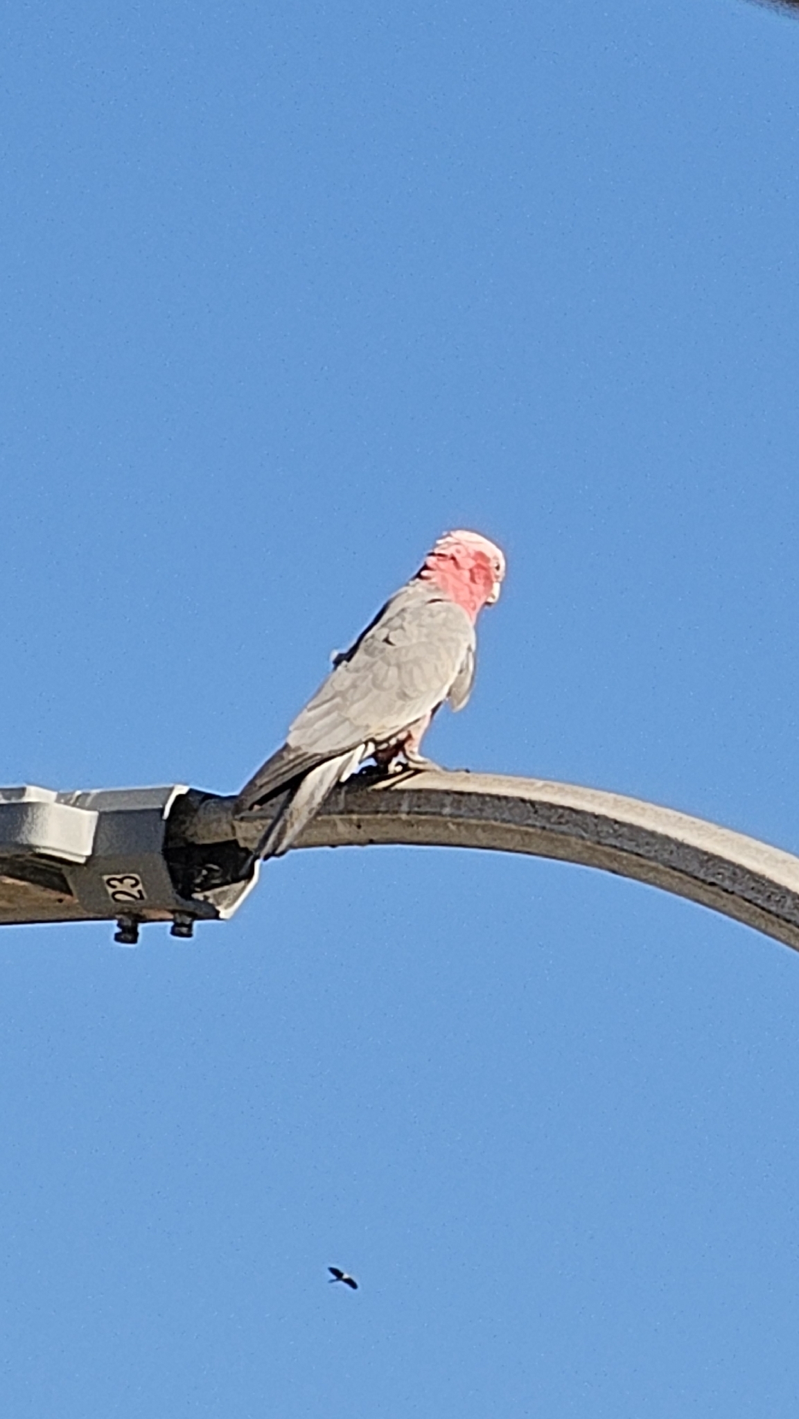 Galah (Eolophus roseicapilla), photo 9