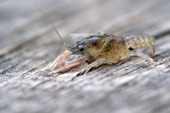 Pontastacus leptodactylus