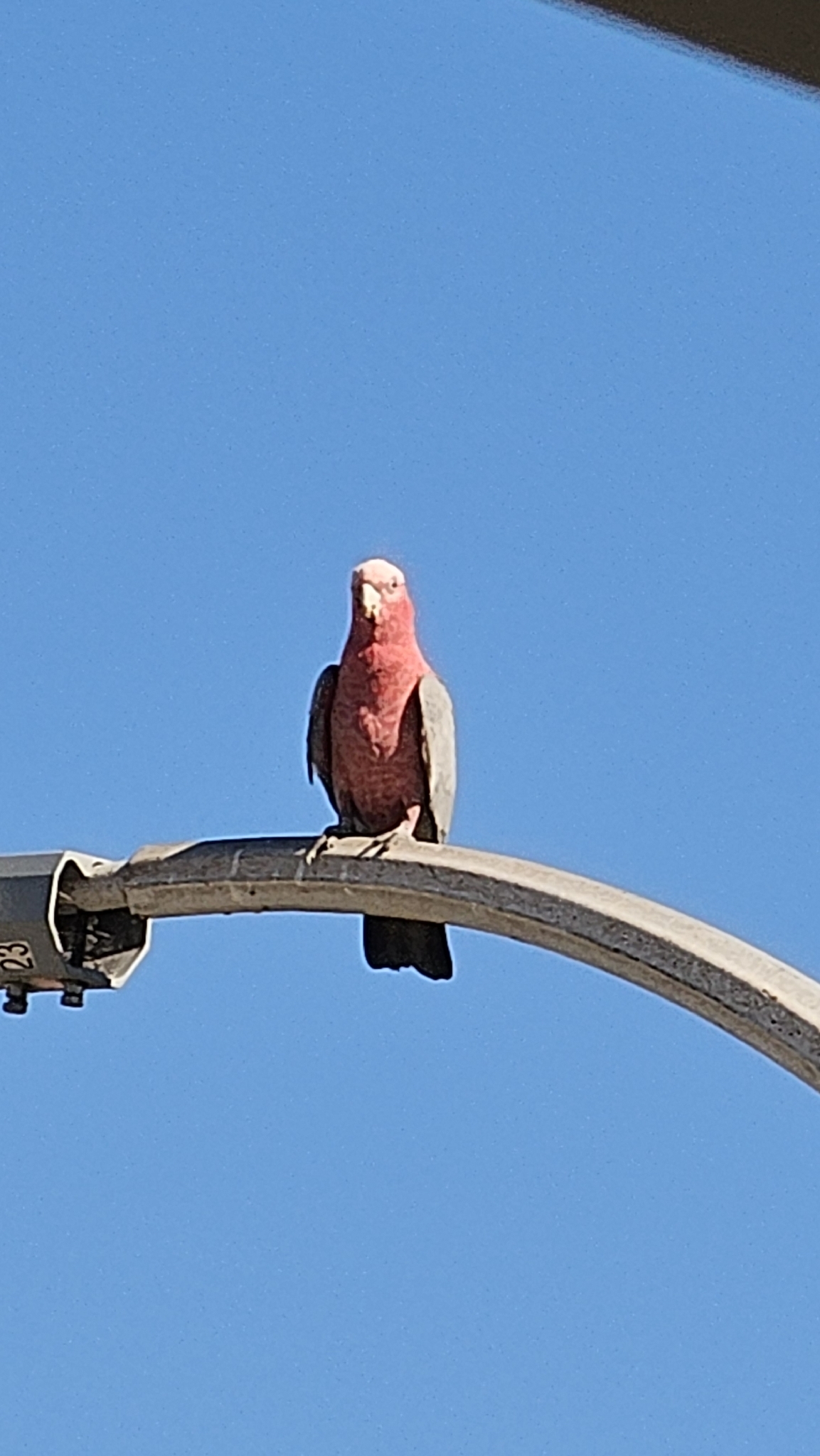 Galah (Eolophus roseicapilla), photo 10