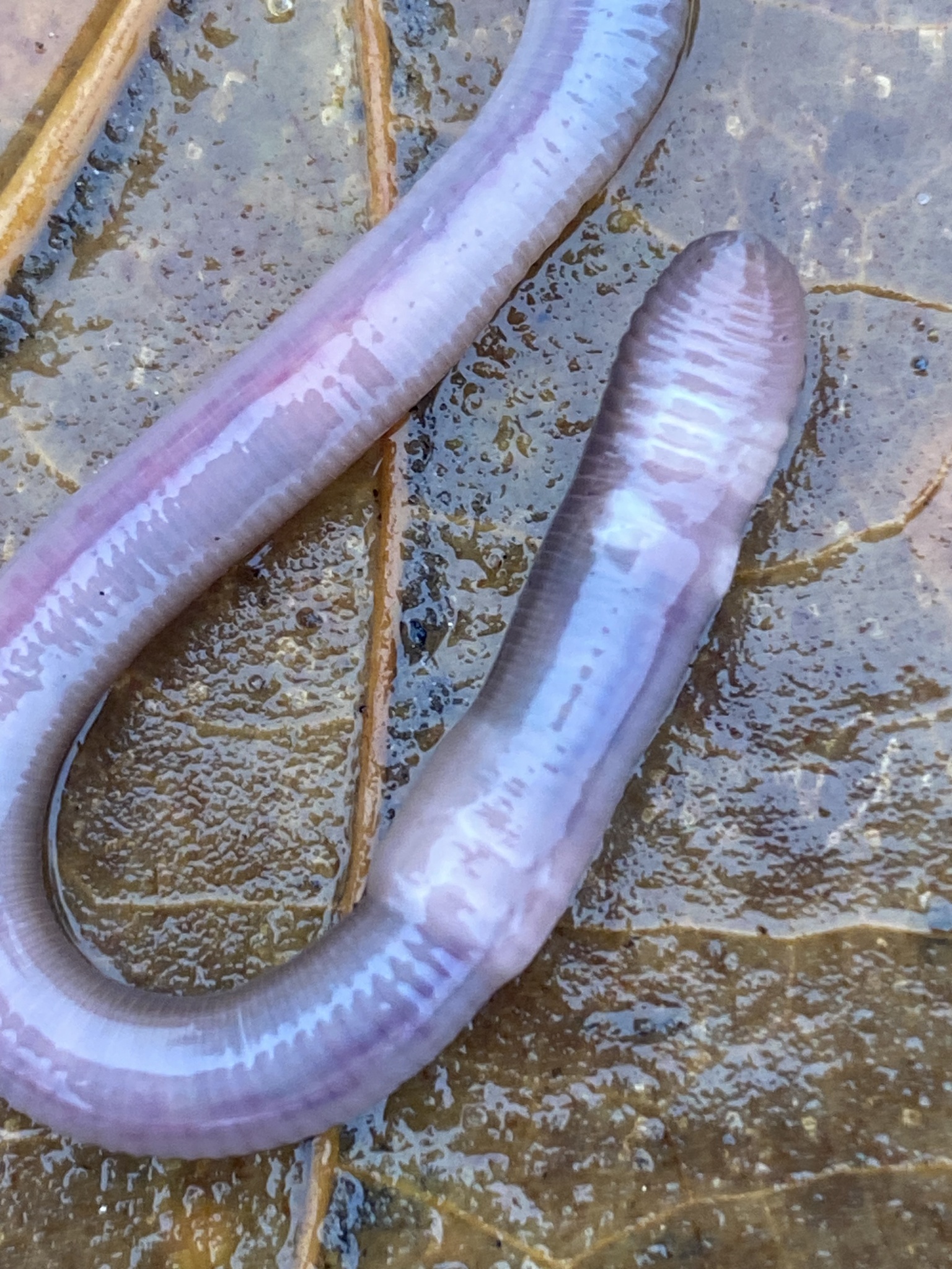 Aporrectodea caliginosa trapezoides (Dugés, 1828)