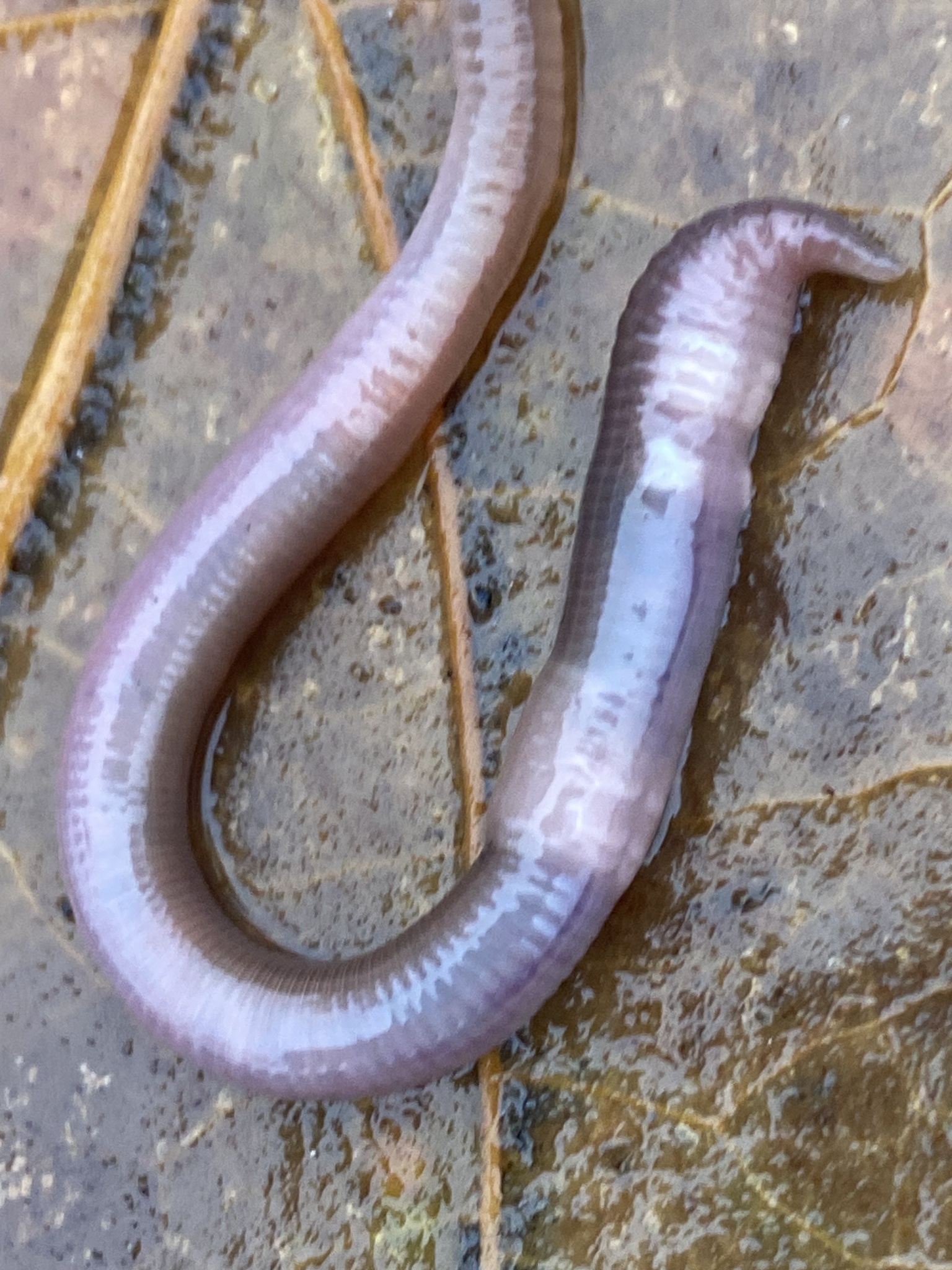 Aporrectodea caliginosa trapezoides (Dugés, 1828)
