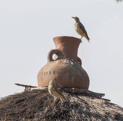 Ethiopian Thrush (Turdus simensis), photo 9