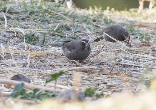 Brown-rumped Seedeater (Crithagra tristriata), photo 8