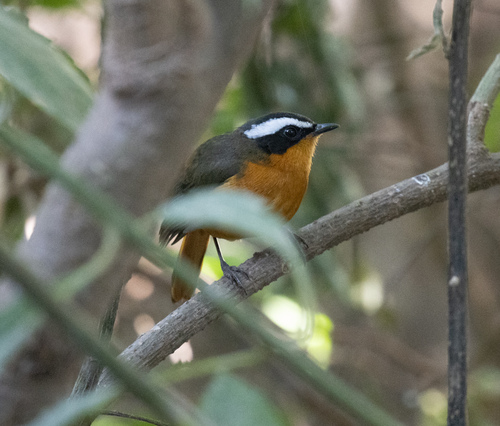 Rüppell's Robin-Chat (Cossypha semirufa), photo 3